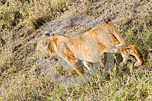 East African lion cubs (Panthera leo melanochaita)