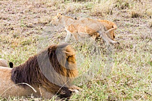 East African lion cubs (Panthera leo melanochaita)