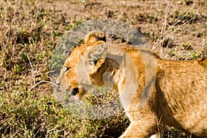 East African lion cubs (Panthera leo melanochaita)