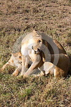 East African lion cubs (Panthera leo melanochaita)