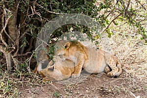 East African lion cubs (Panthera leo melanochaita)