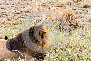 East African lion cubs (Panthera leo melanochaita)