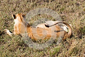 East African lion cubs (Panthera leo melanochaita)