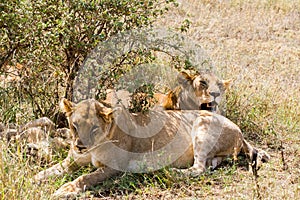 East African lion cubs (Panthera leo melanochaita)