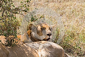 East African lion cubs (Panthera leo melanochaita)