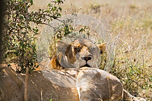 East African lion cubs (Panthera leo melanochaita)