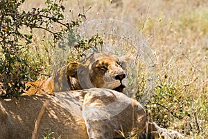 East African lion cubs (Panthera leo melanochaita)