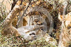 East African lion cubs (Panthera leo melanochaita)