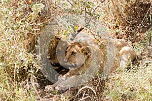 East African lion cubs Panthera leo melanochaita