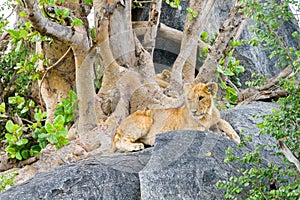 East African lion cubs Panthera leo melanochaita on a rock among trees