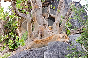 East African lion cubs Panthera leo melanochaita on rocks