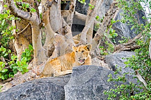 East African lion cubs Panthera leo melanochaita on rocks