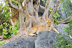 East African lion cubs Panthera leo melanochaita on rocks