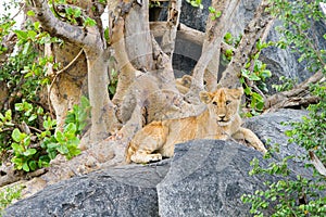 East African lion cubs Panthera leo melanochaita on rocks