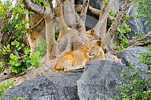 East African lion cubs Panthera leo melanochaita on rocks