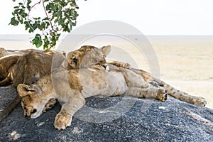 East African lion cubs Panthera leo melanochaita sleeping