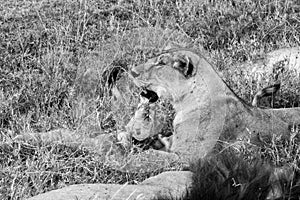 East African lion family (Panthera leo melanochaita)