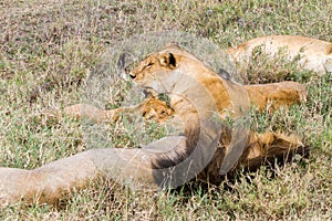 East African lion family (Panthera leo melanochaita)