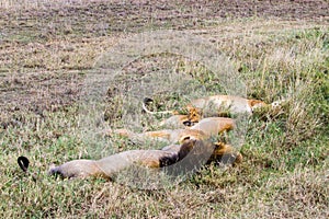 East African lion family (Panthera leo melanochaita)