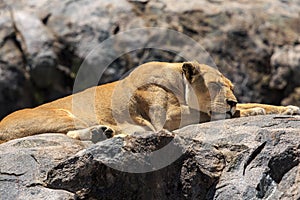 An African lioness radio-collared on a kopje