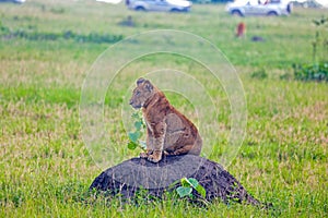 East African Lion (Panthera Leo Melanochaita) Stock Photo