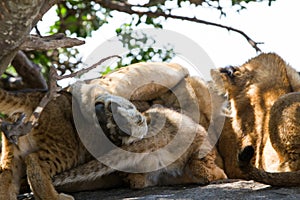 East African lioness breast feeding cubs