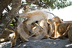 East African lioness breast feeding cubs