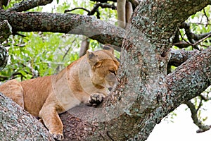 East African lioness Panthera leo melanochaita in a tree