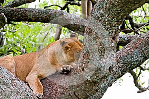 East African lioness Panthera leo melanochaita in a tree