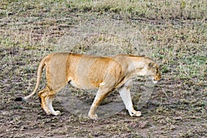 East African lionesses (Panthera leo)