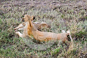 East African lionesses (Panthera leo)