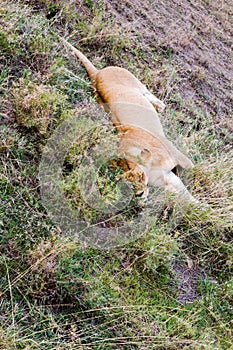 East African lionesses (Panthera leo)