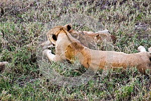 East African lionesses (Panthera leo)