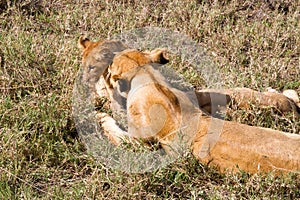 East African lionesses (Panthera leo)