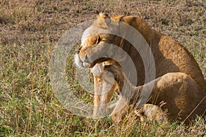 East African lionesses (Panthera leo)