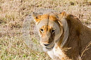 East African lionesses (Panthera leo)