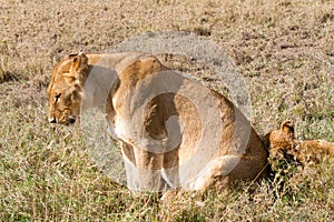 East African lionesses (Panthera leo)