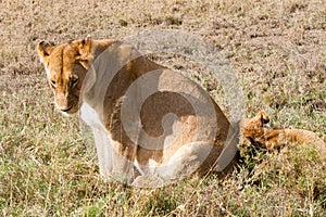 East African lionesses (Panthera leo)