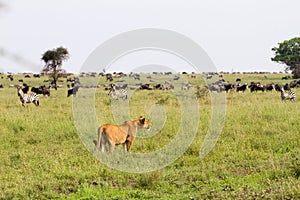 East African lionesses (Panthera leo)