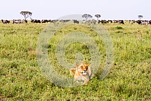 East African lionesses (Panthera leo)