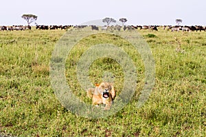 East African lionesses (Panthera leo)