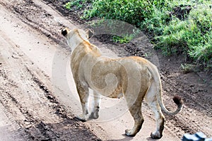 East African lionesses (Panthera leo)