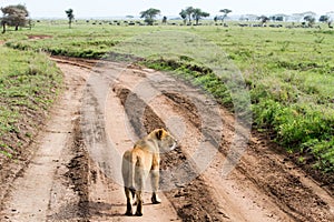 East African lionesses (Panthera leo)