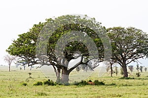 East African lionesses (Panthera leo)