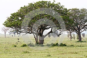 East African lionesses (Panthera leo)