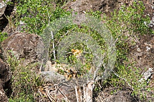 East African lionesses (Panthera leo)