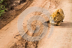 East African lionesses Panthera leo getting ready to hunt