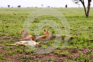 East African lionesses Panthera leo in the grass