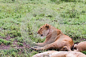 East African lionesses Panthera leo in the grass