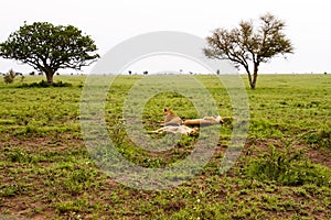 East African lionesses Panthera leo in the grass